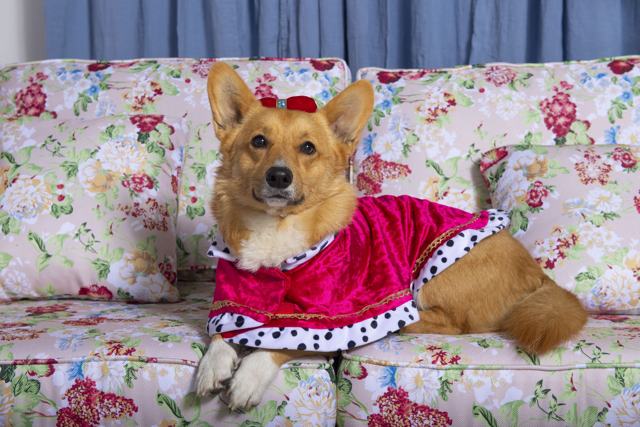 Corgi Photo Studio Jubilee